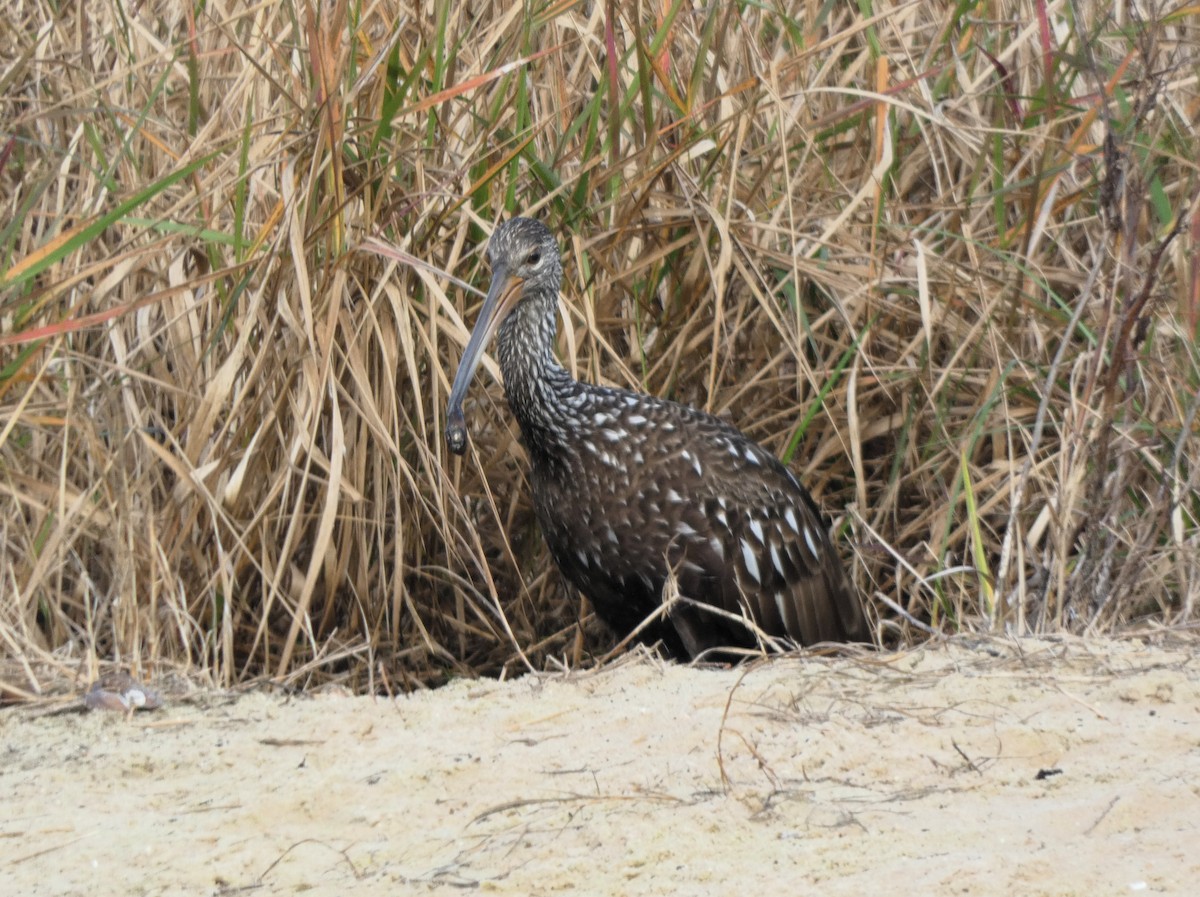 Limpkin - ML647223583