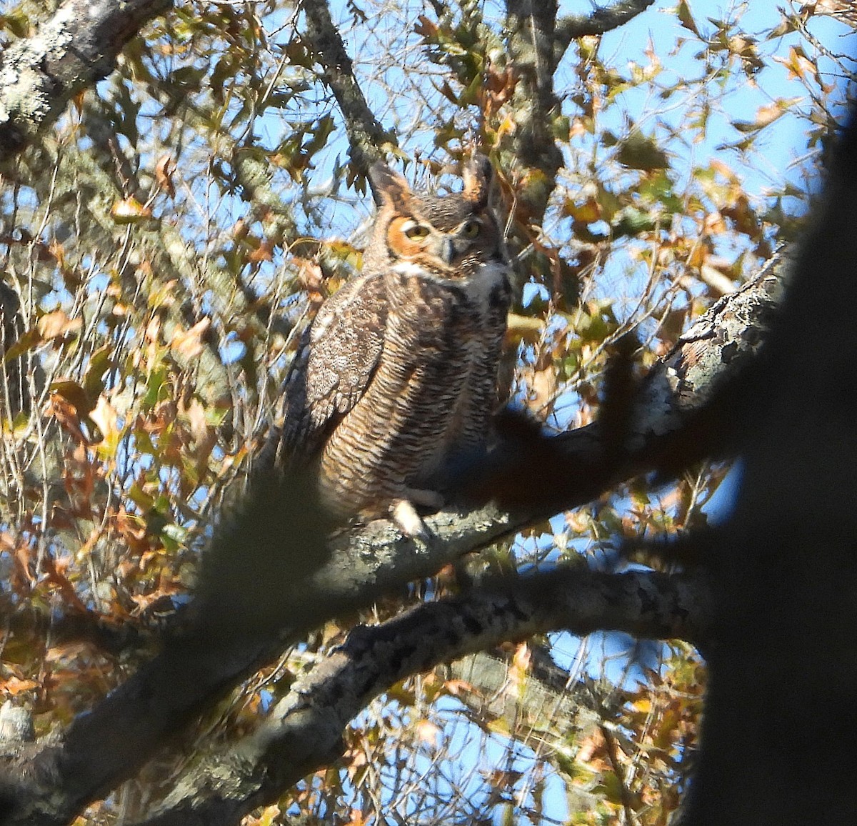 Great Horned Owl - ML647223584