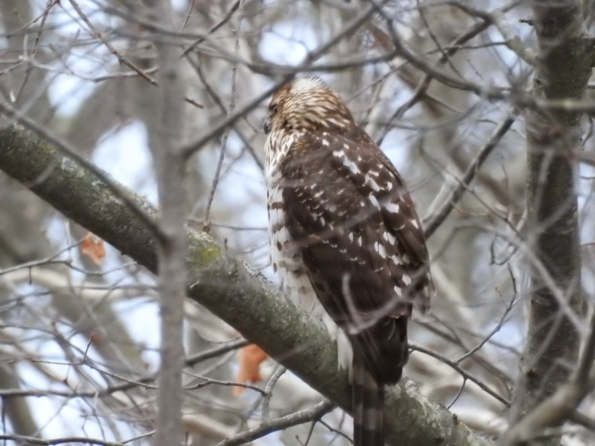 Cooper's Hawk - ML647223587