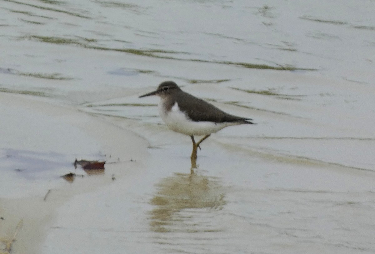 Spotted Sandpiper - ML647223588