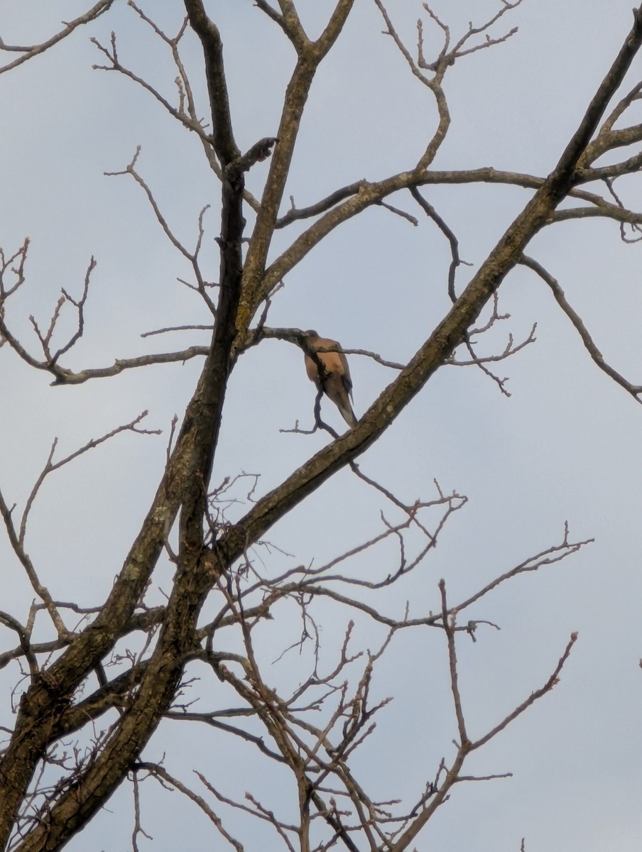 Mourning Dove - ML647223589