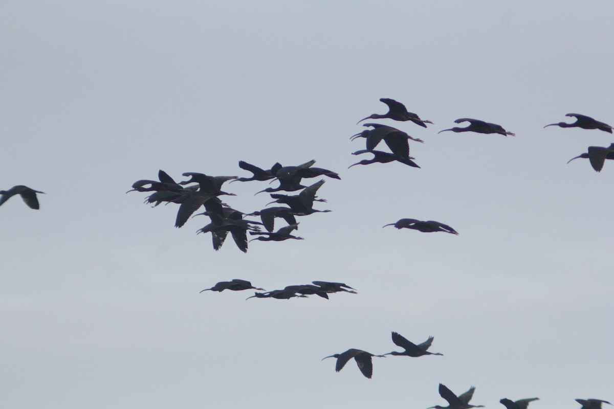 Glossy Ibis - ML647223590