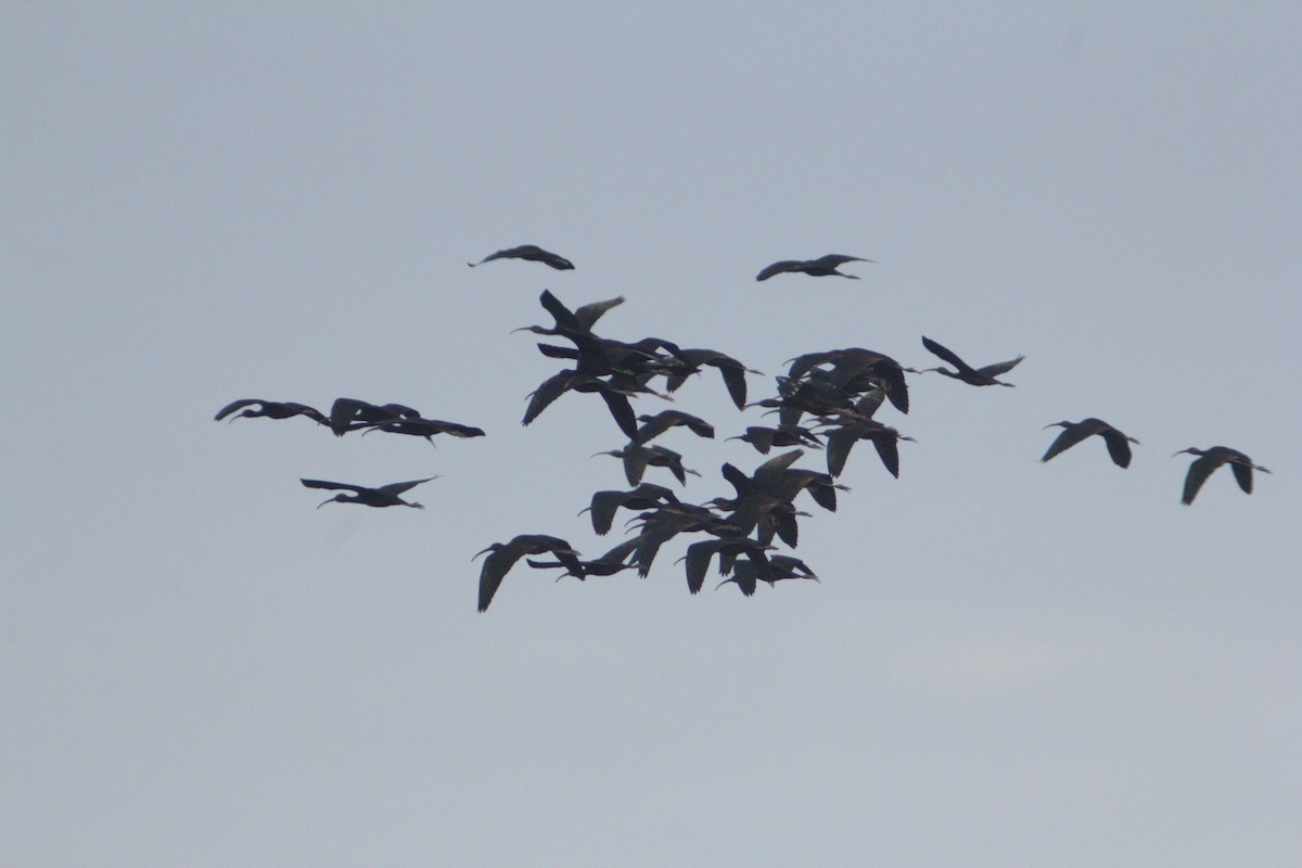 Glossy Ibis - ML647223591