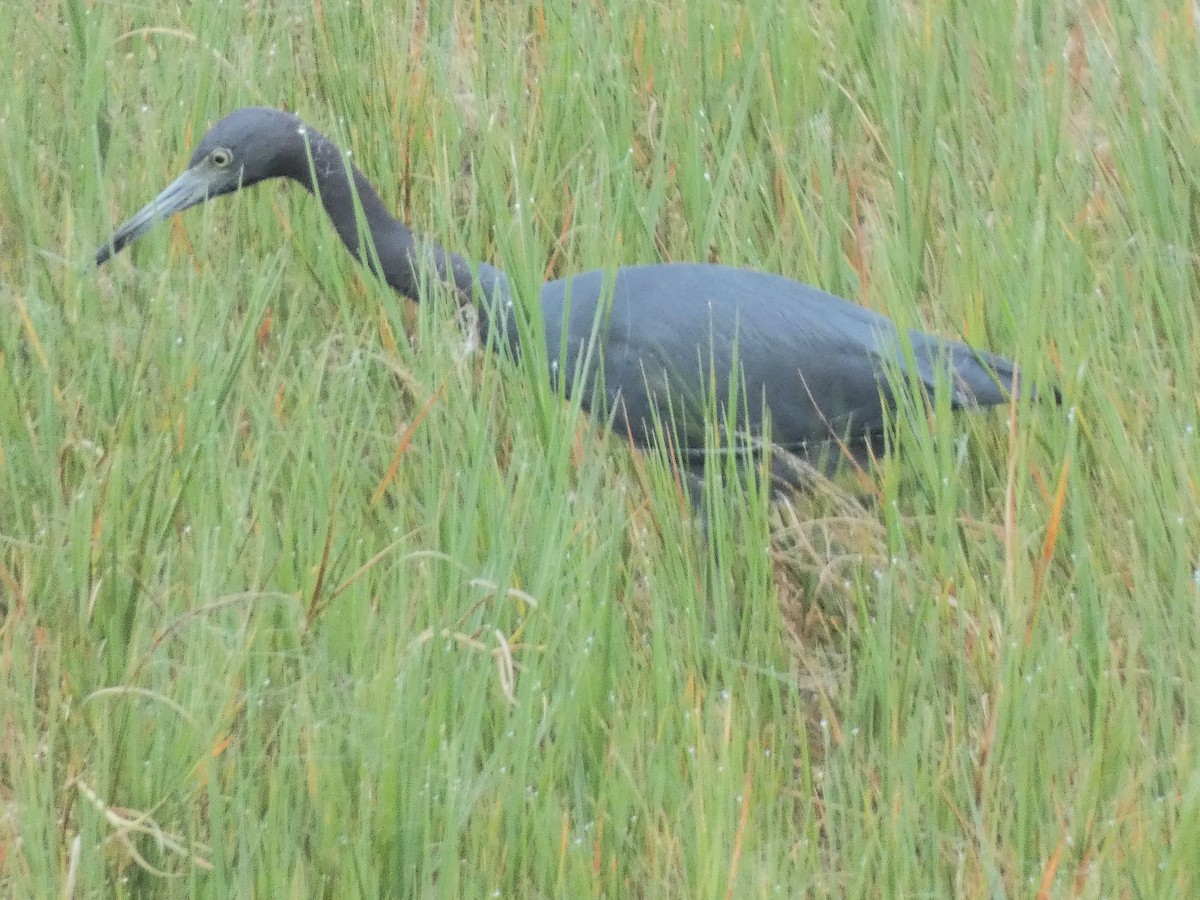 Little Blue Heron - ML647223594