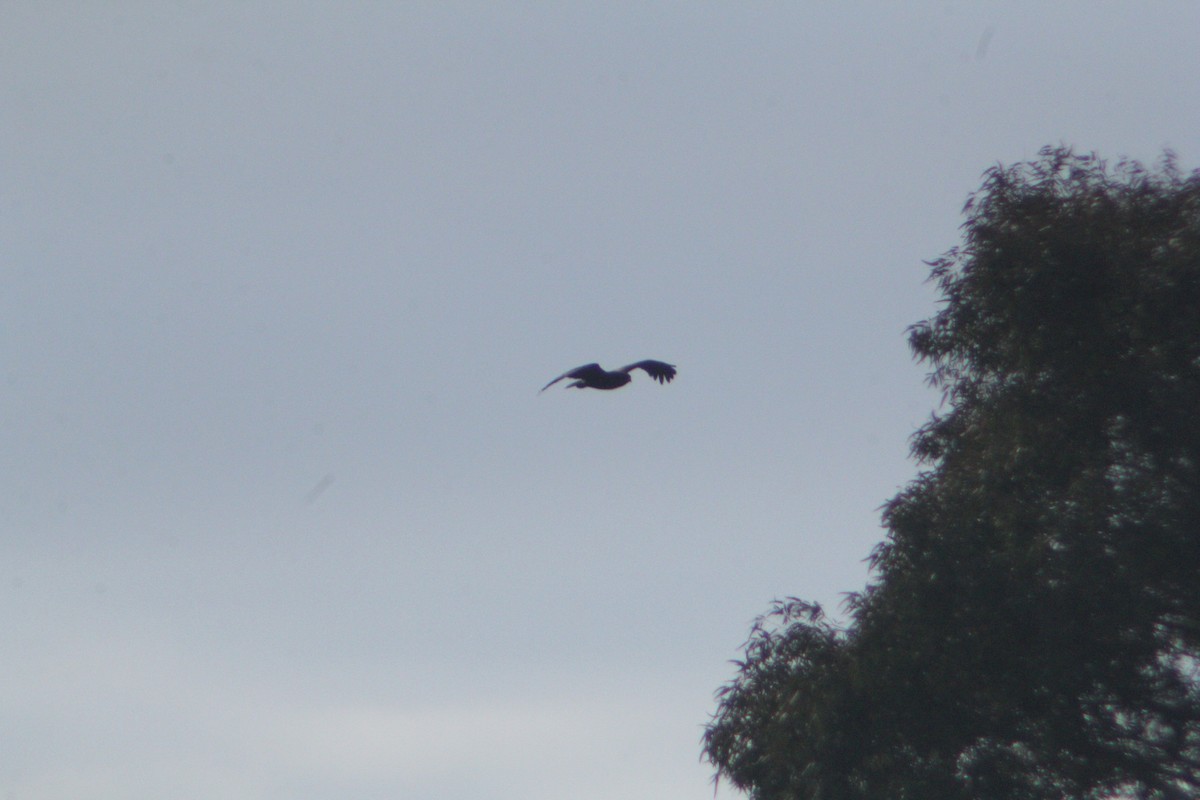 Greater Spotted Eagle - ML647223595