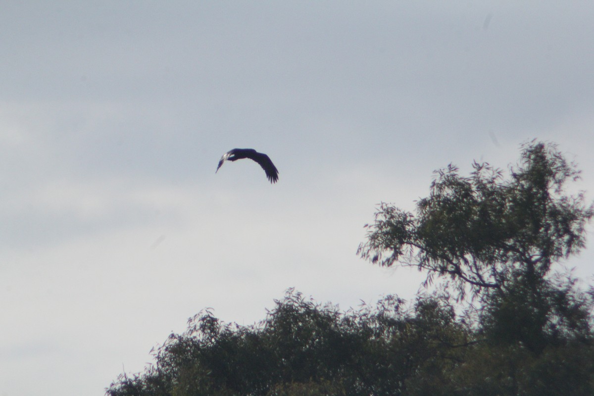 Greater Spotted Eagle - ML647223601