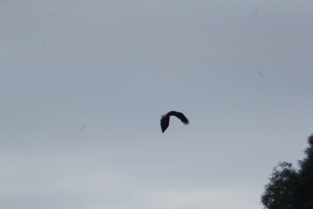 Greater Spotted Eagle - ML647223602