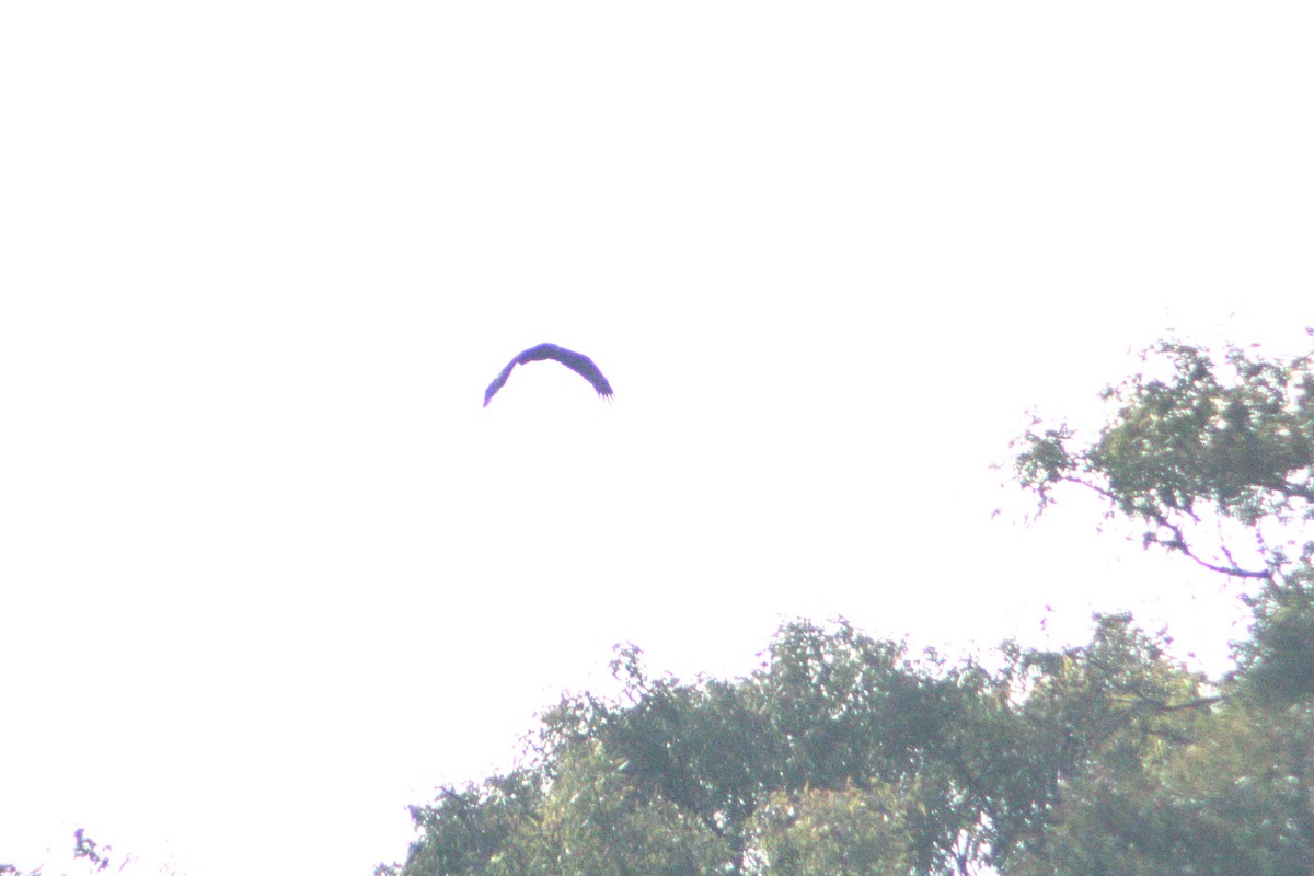 Greater Spotted Eagle - ML647223603