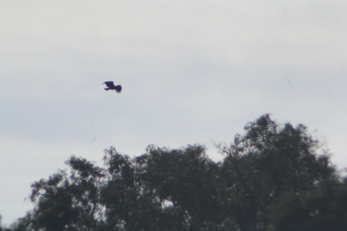 Greater Spotted Eagle - ML647223604