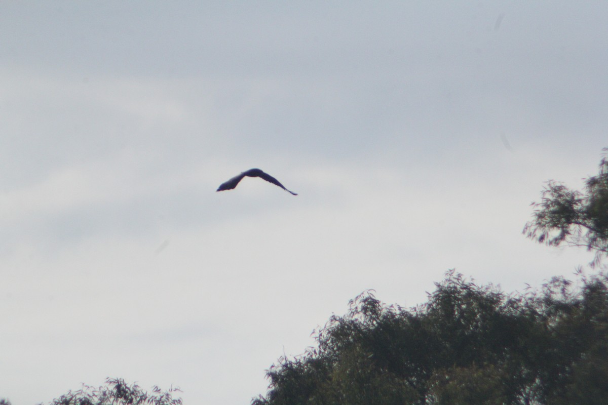 Greater Spotted Eagle - ML647223605