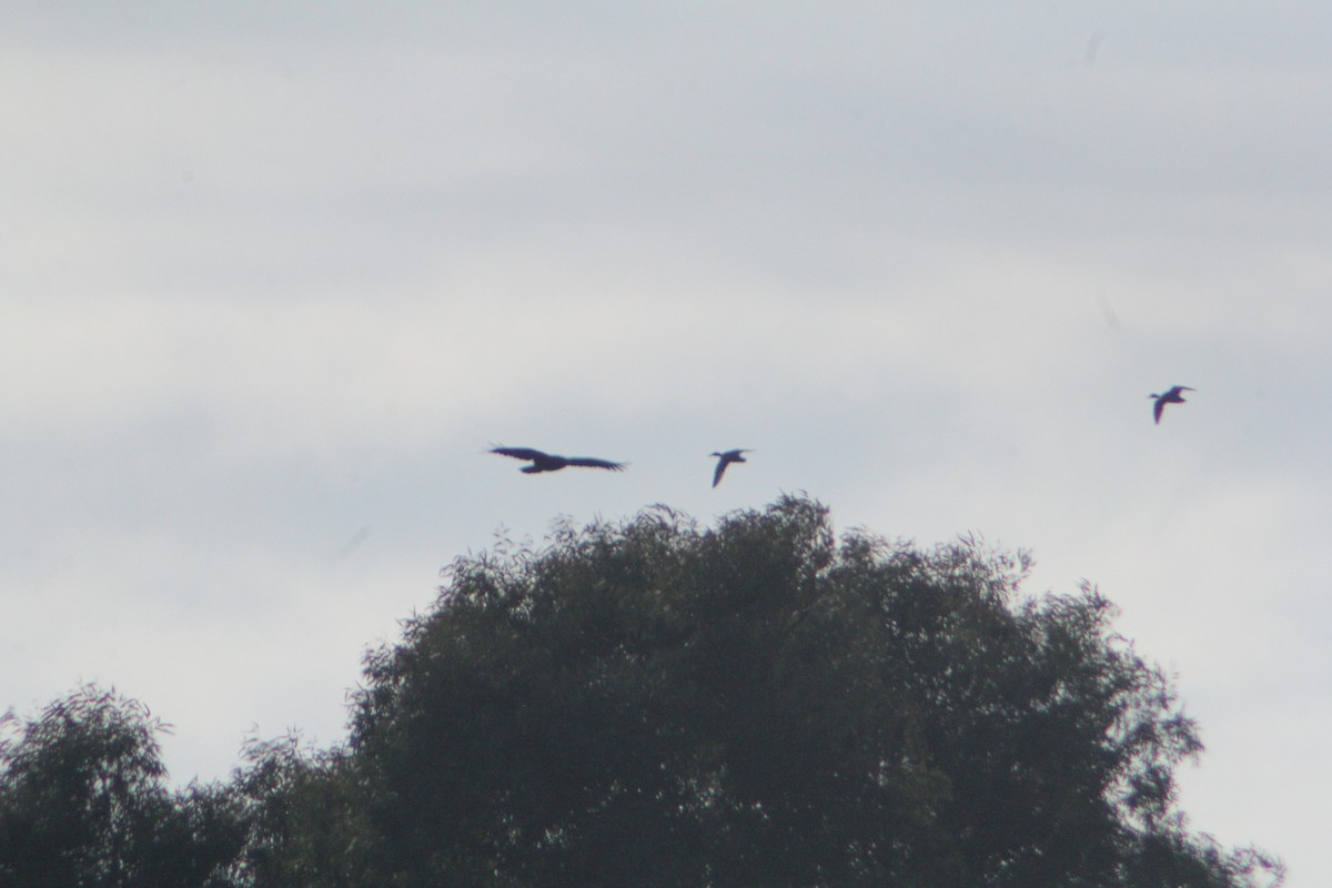 Greater Spotted Eagle - ML647223606