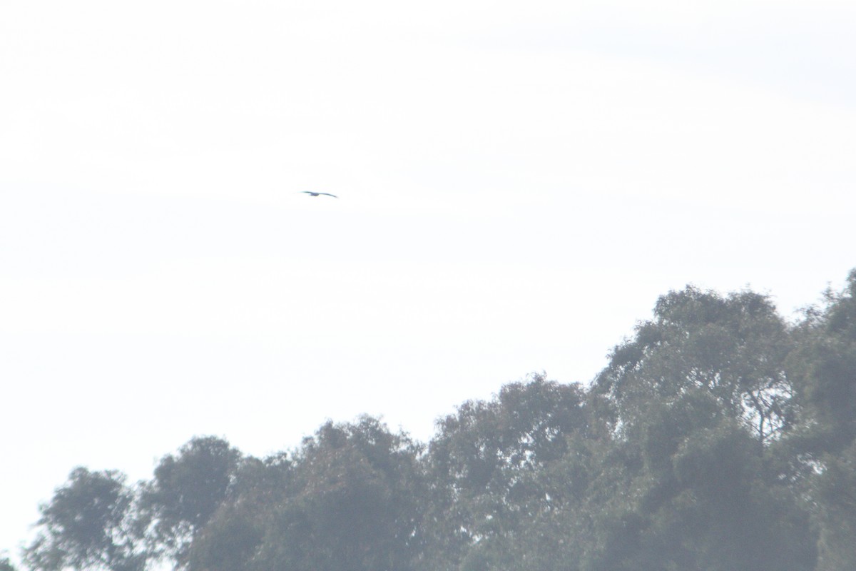 Greater Spotted Eagle - ML647223610