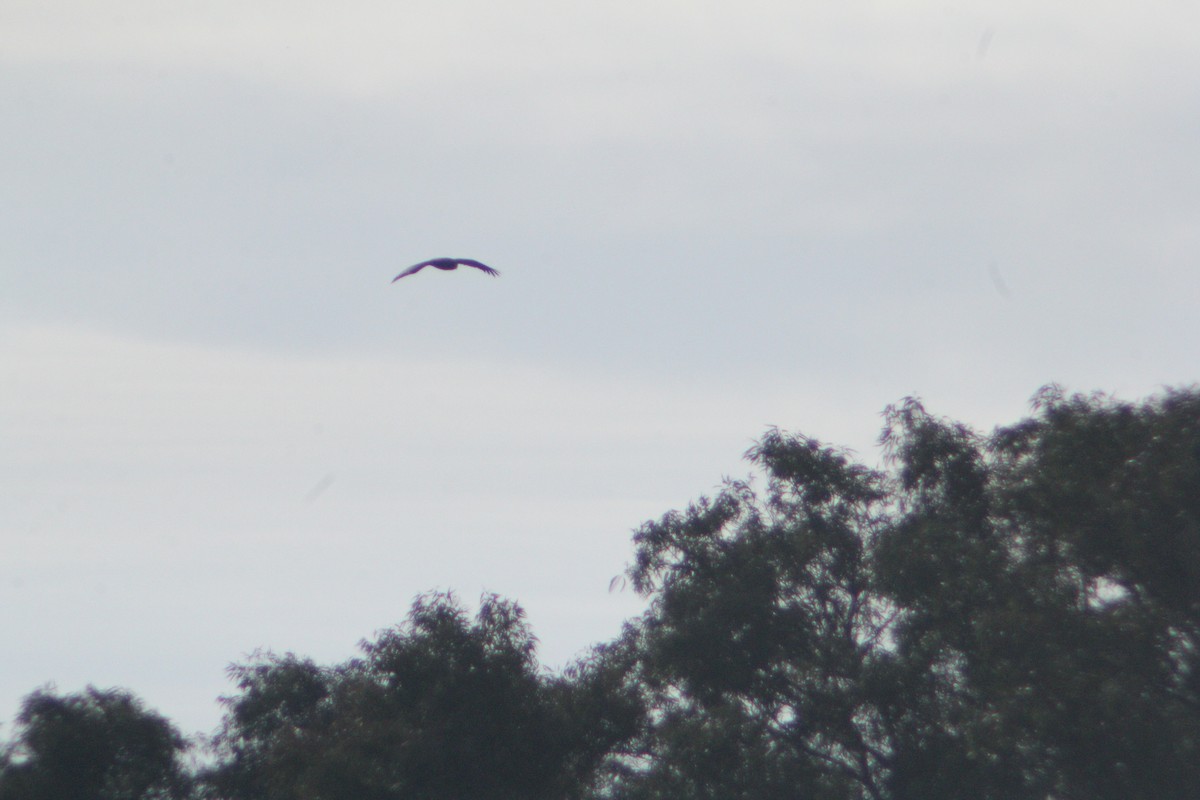Greater Spotted Eagle - ML647223611