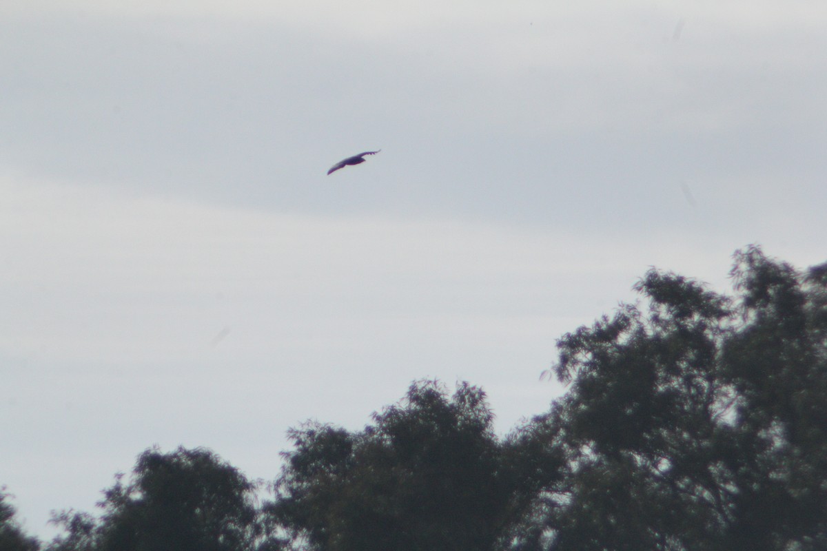 Greater Spotted Eagle - ML647223612