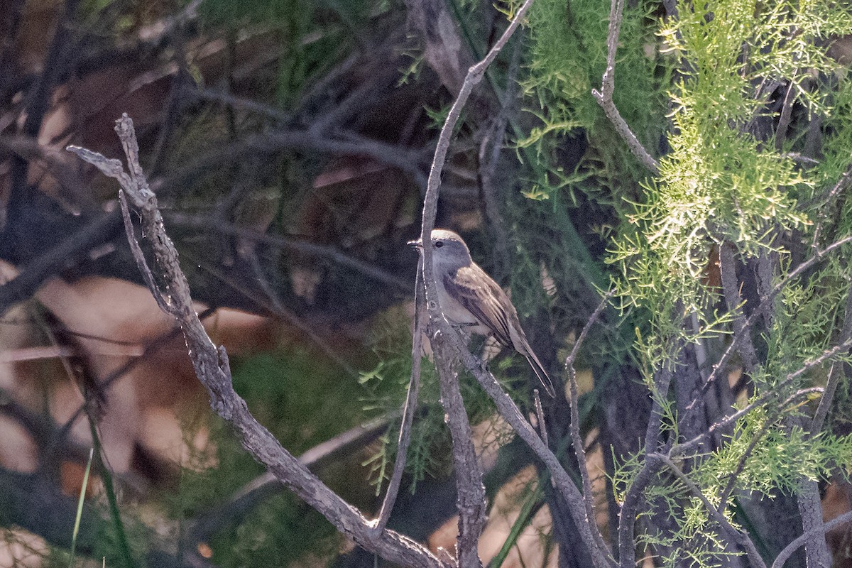 Sooty Tyrannulet - ML647223618