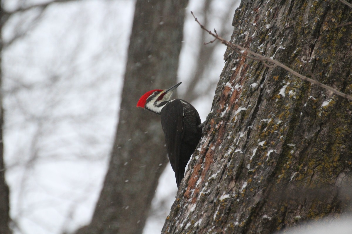 Жовна північна - ML647223619