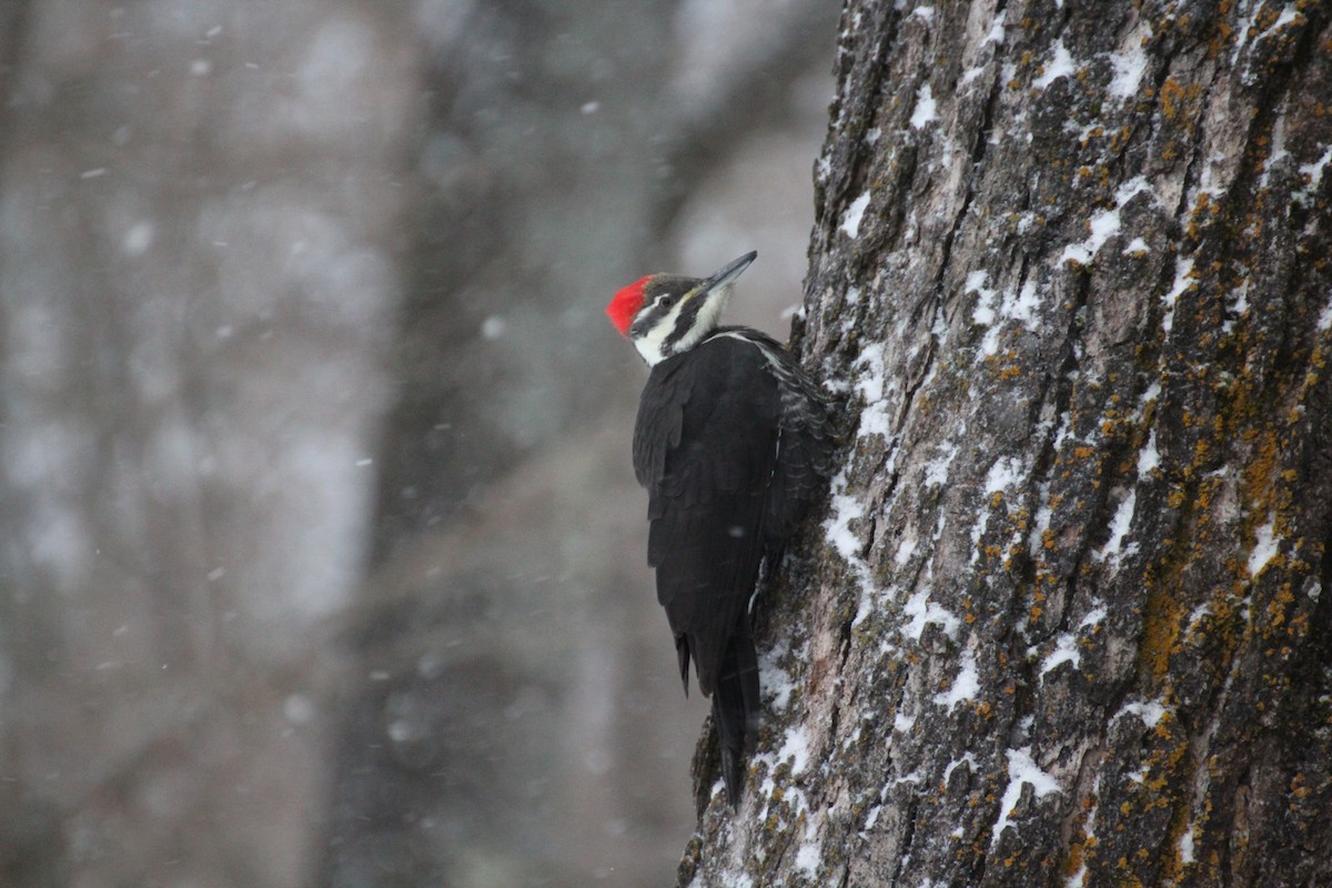 Жовна північна - ML647223627