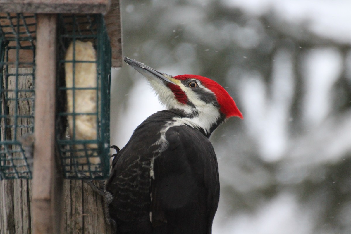 Жовна північна - ML647223629