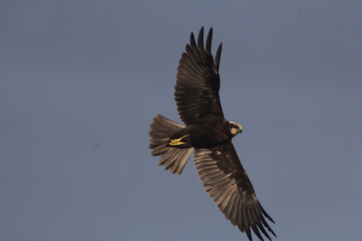 Western Marsh Harrier - ML647223633