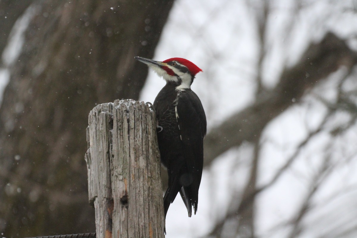 Жовна північна - ML647223634