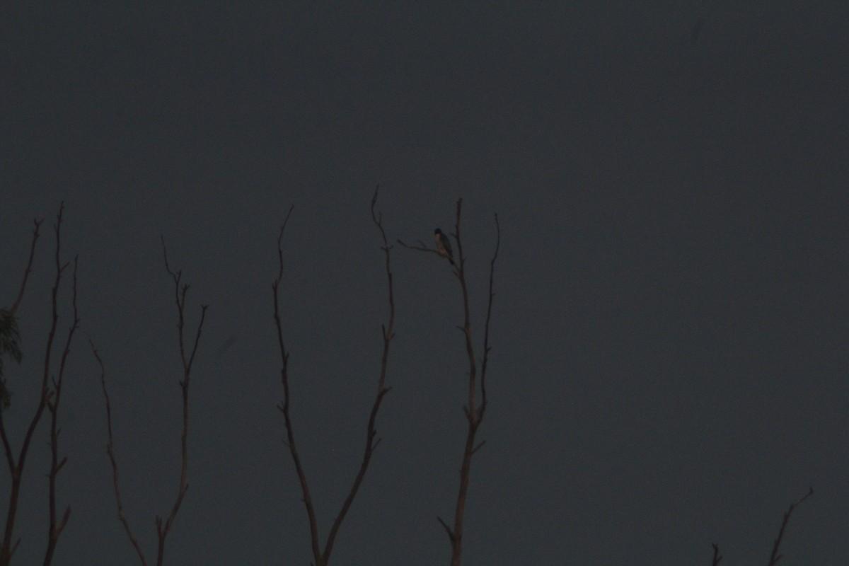 Peregrine Falcon - ML647223637