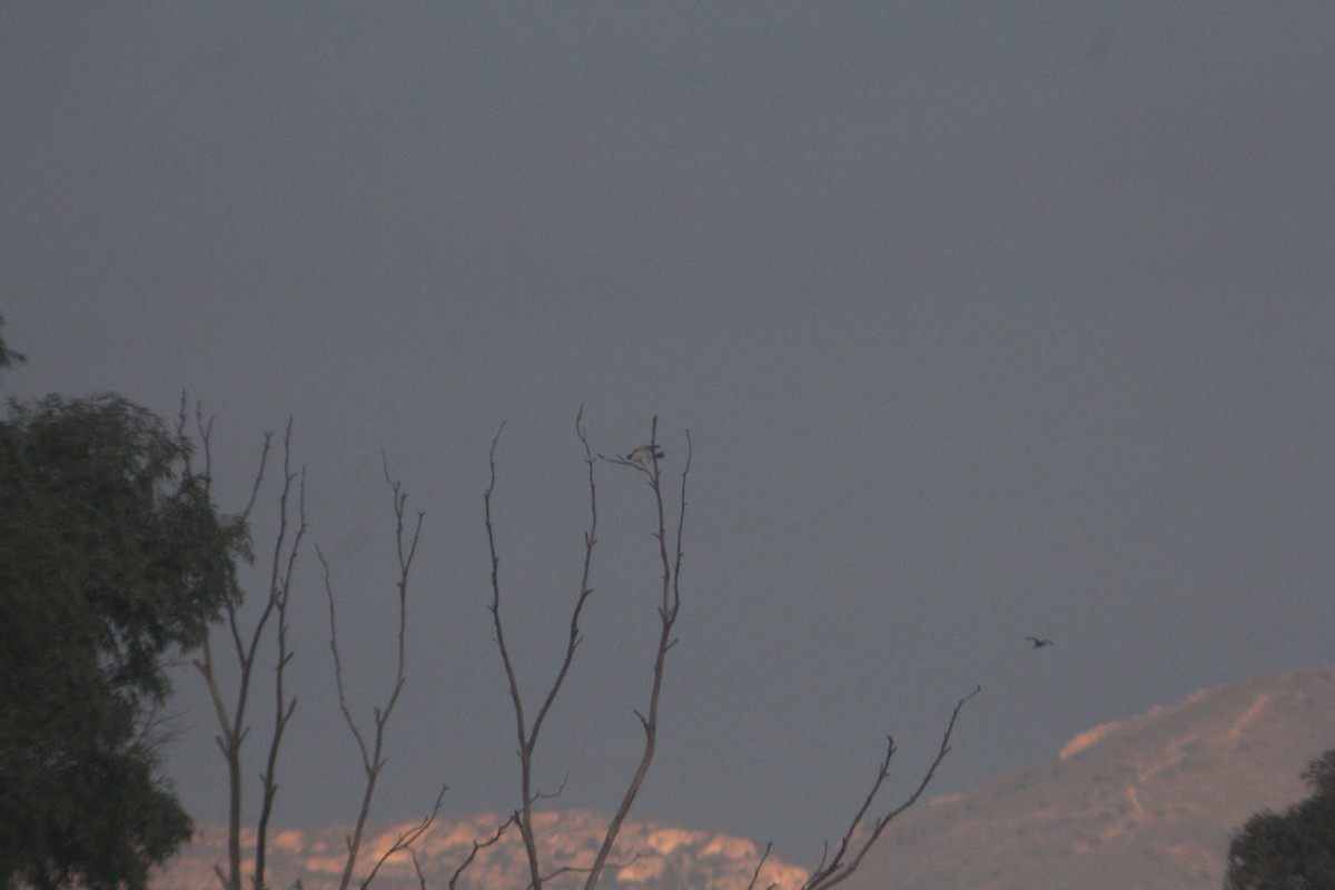 Peregrine Falcon - ML647223638