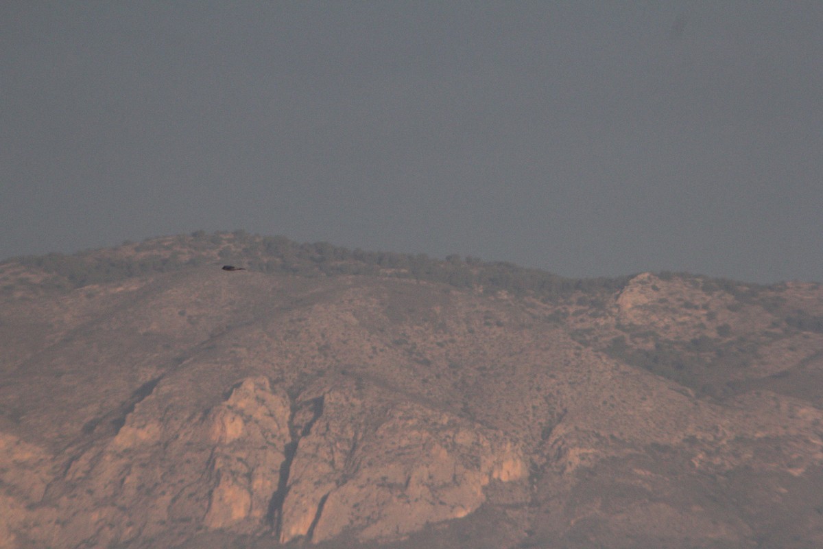 Peregrine Falcon - ML647223639