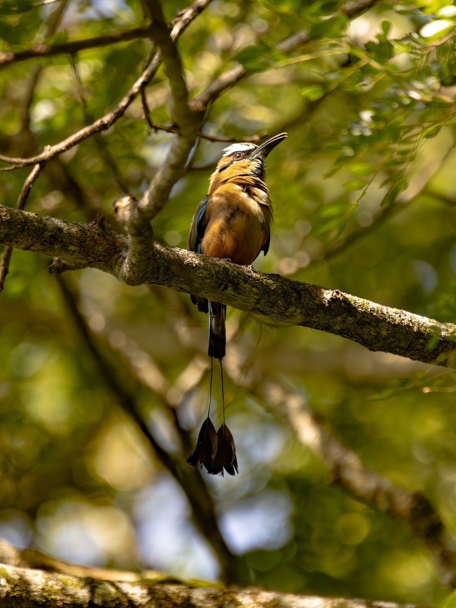 Момот рудочеревий - ML647223669