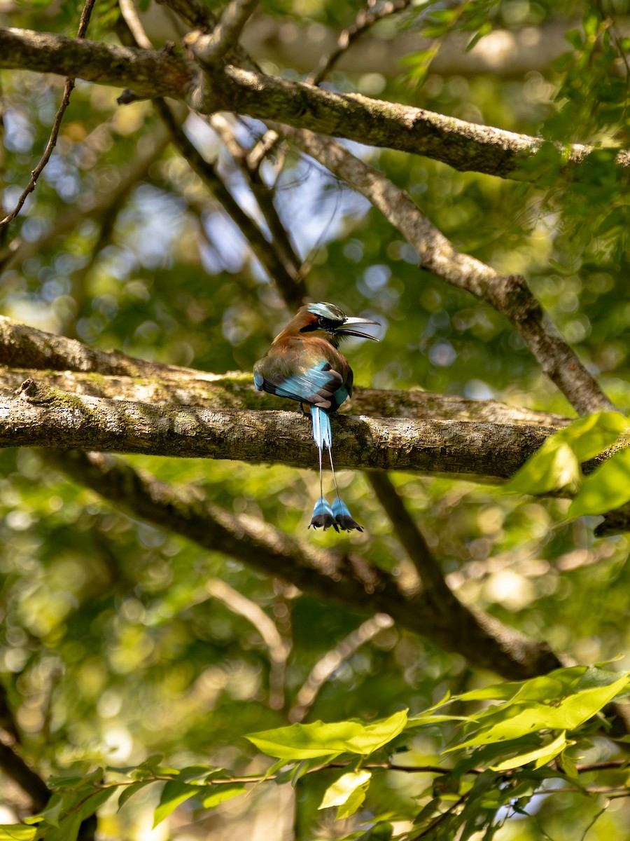 Момот рудочеревий - ML647223670