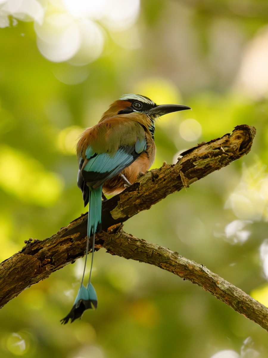 Момот рудочеревий - ML647223679