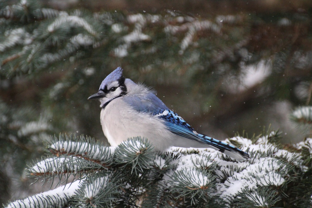 Сизойка блакитна - ML647223680