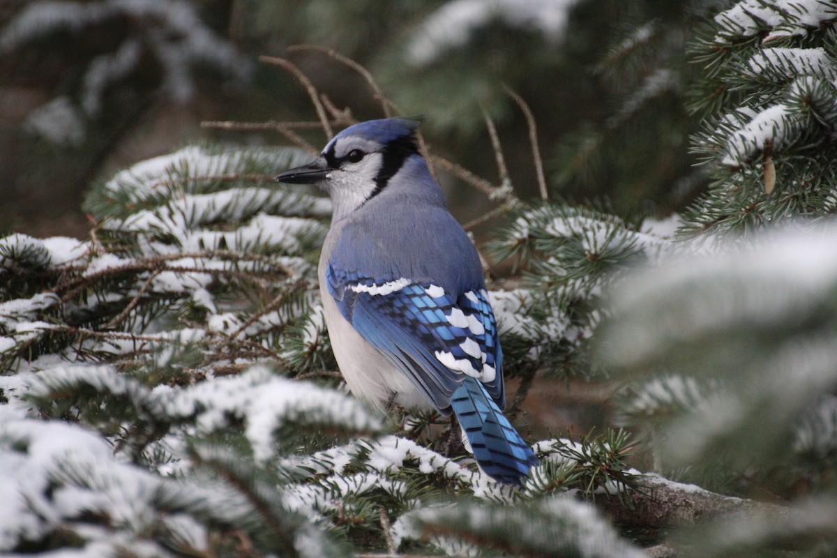 Сизойка блакитна - ML647223683