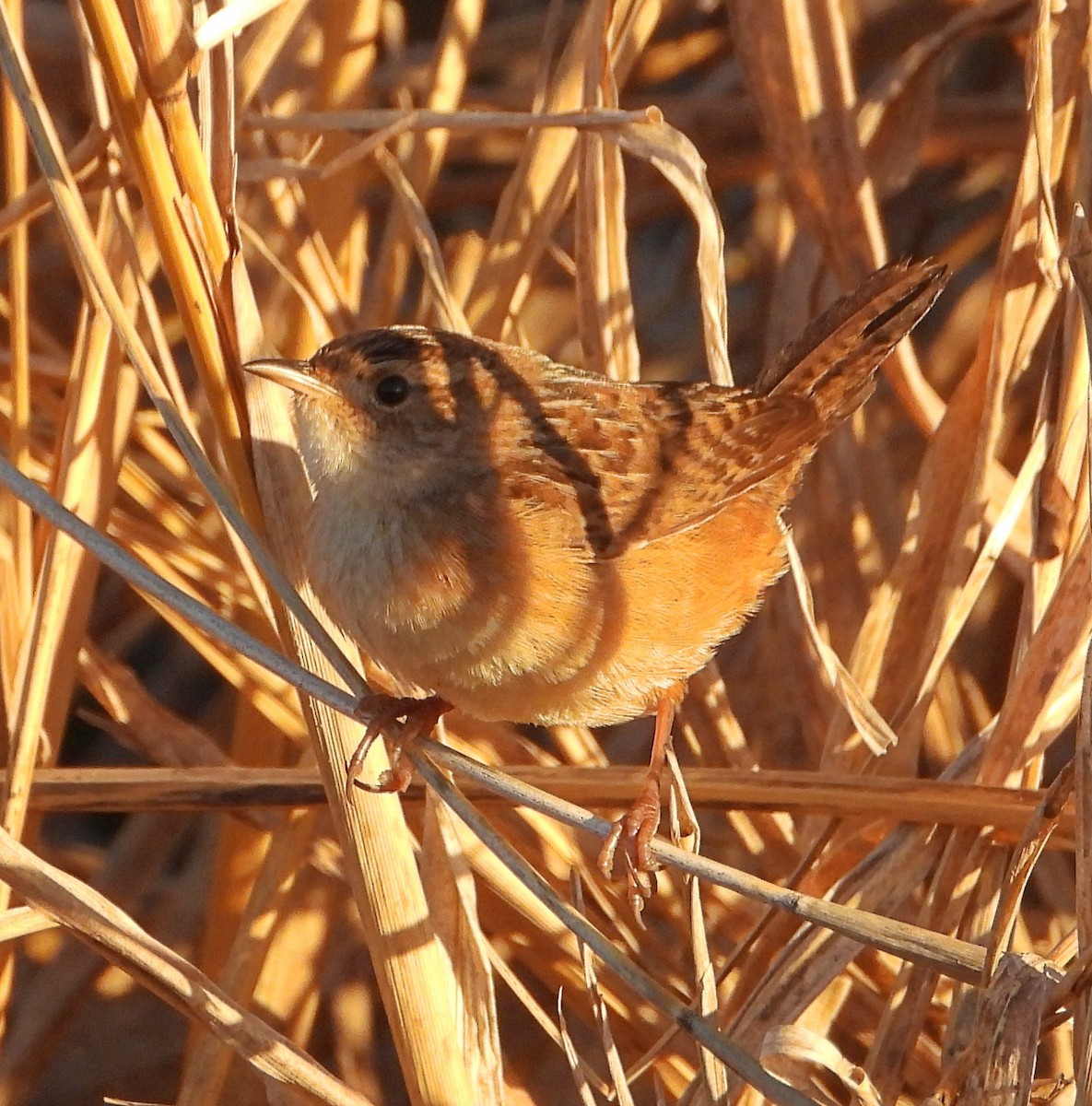 Sedge Wren - ML647223685