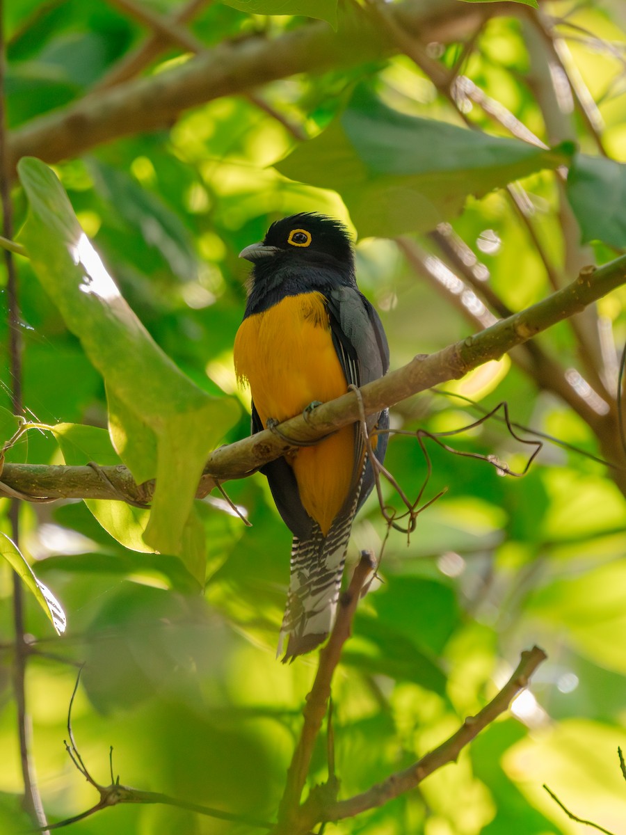 Gartered Violaceous Trogon - ML647223692