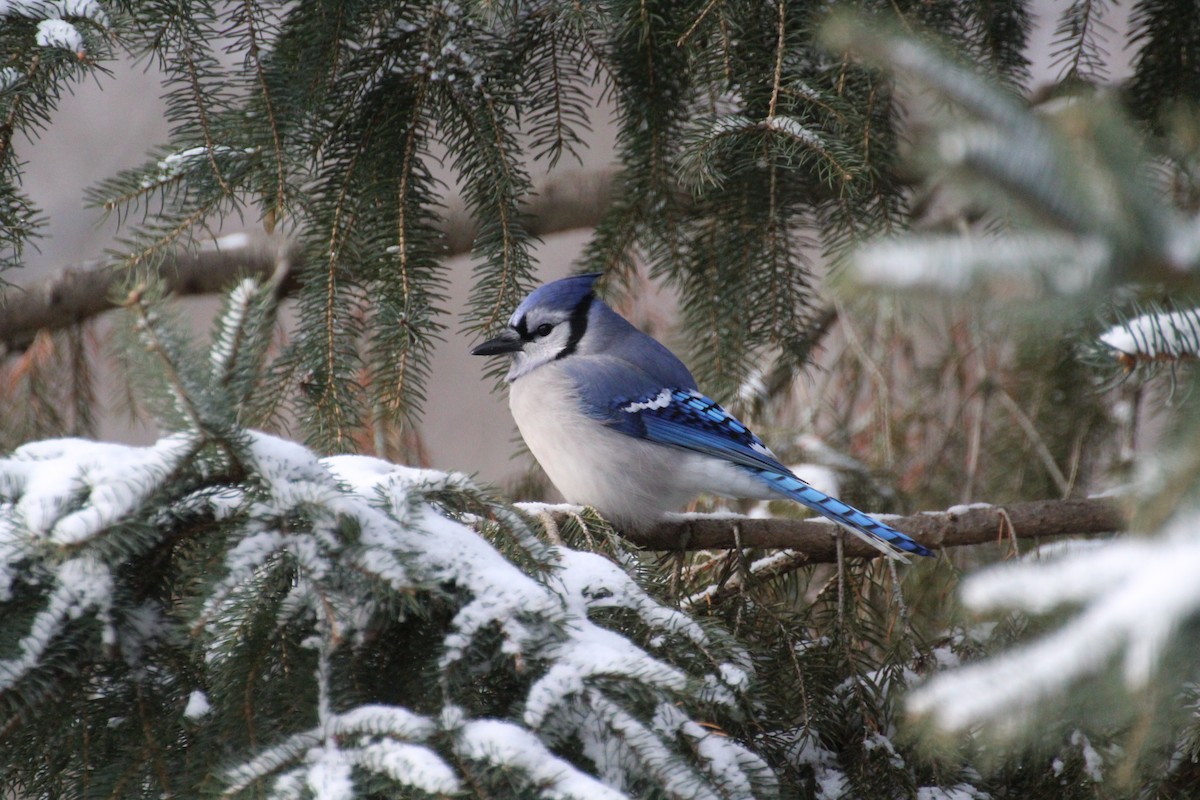 Сизойка блакитна - ML647223694