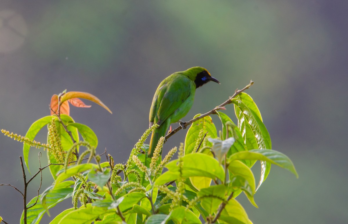 Золотолобая листовка - ML647223695