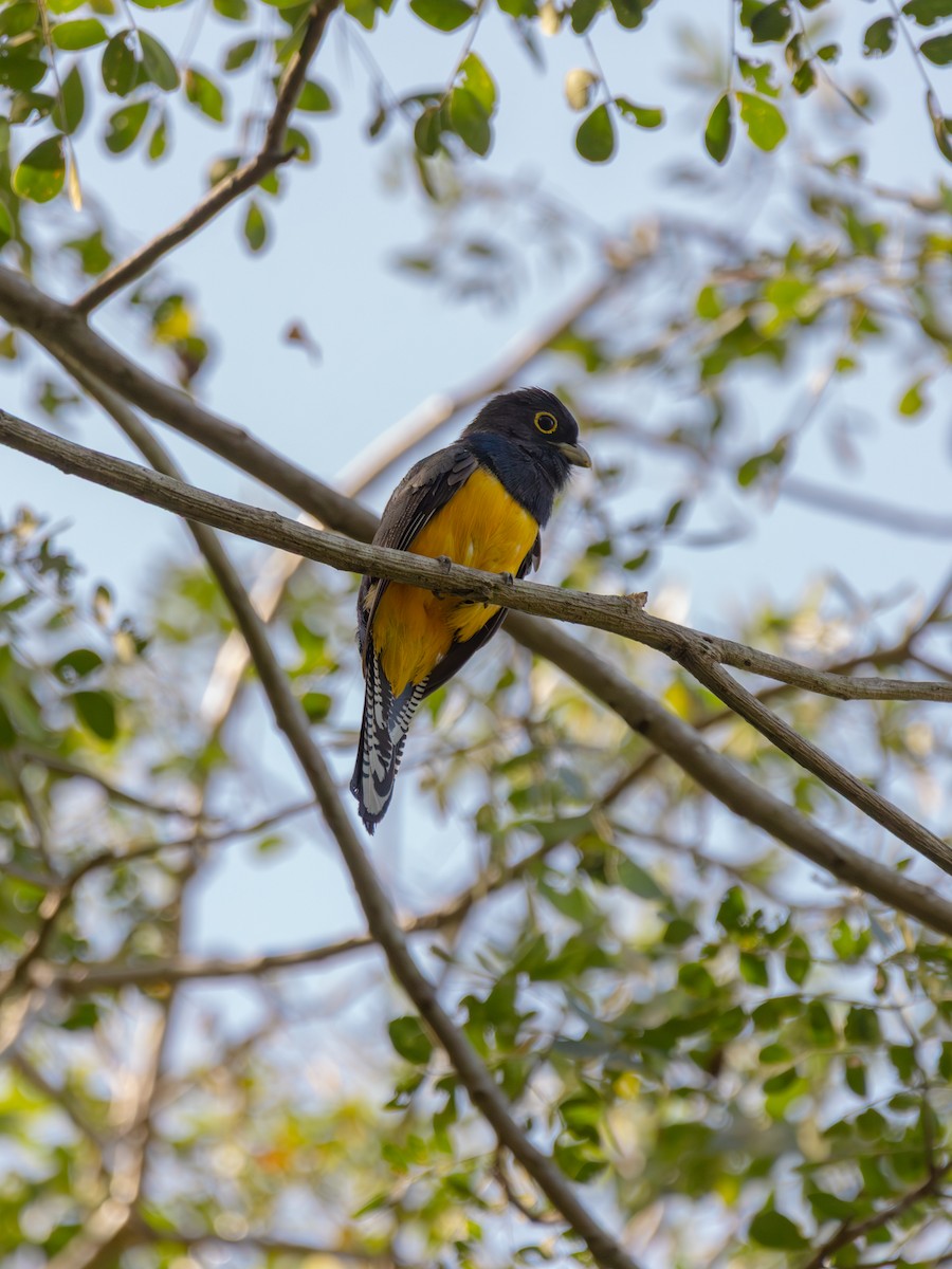 Gartered Violaceous Trogon - ML647223699