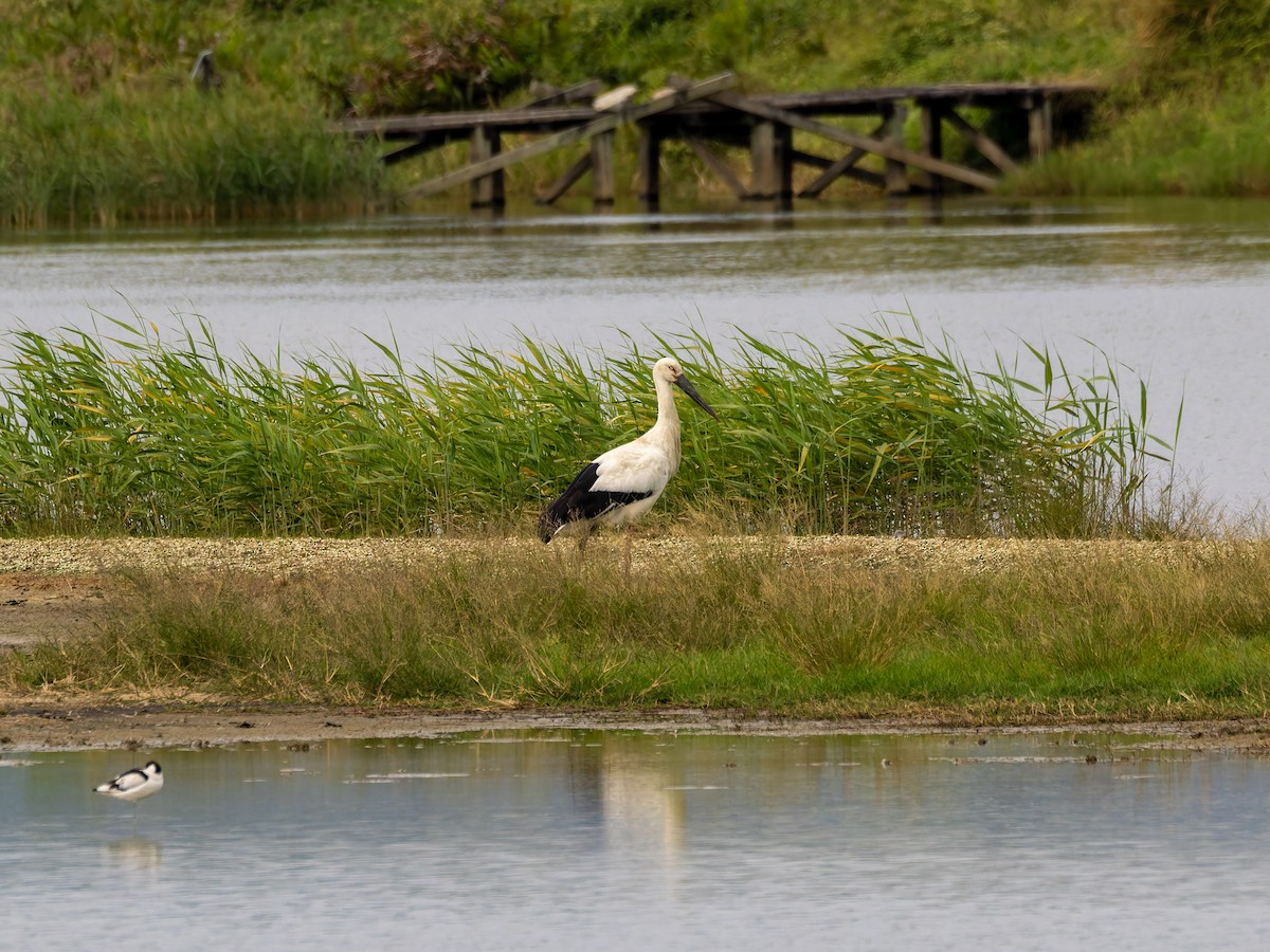 svartnebbstork - ML647223718