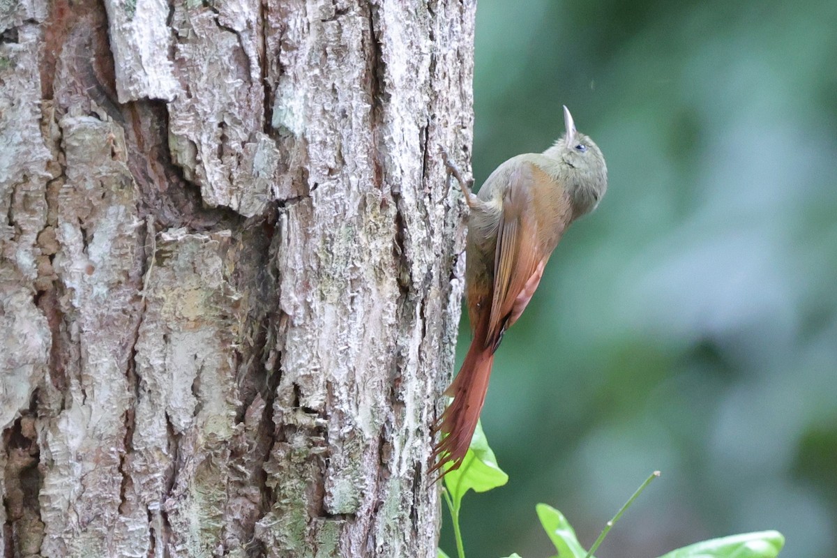 Olivaceous Woodcreeper (Grayish) - ML647223719