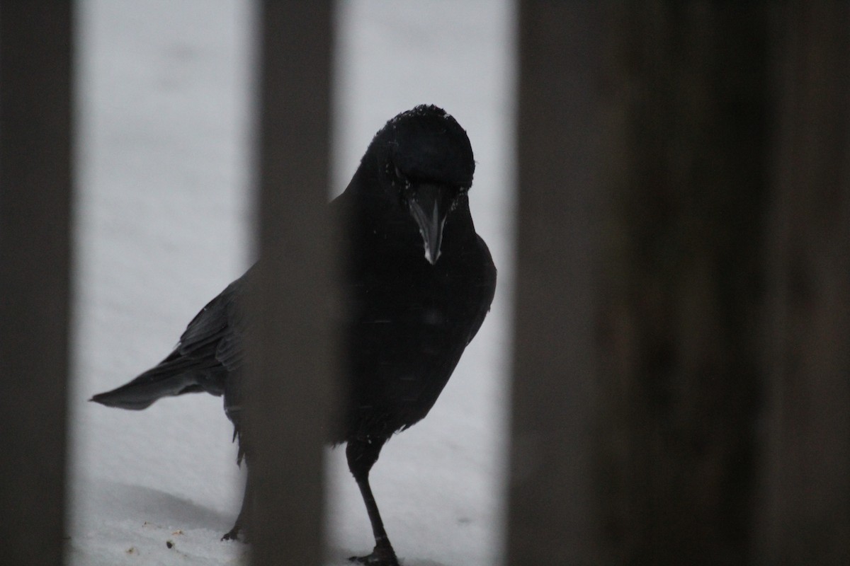 Amerikakrähe - ML647223720