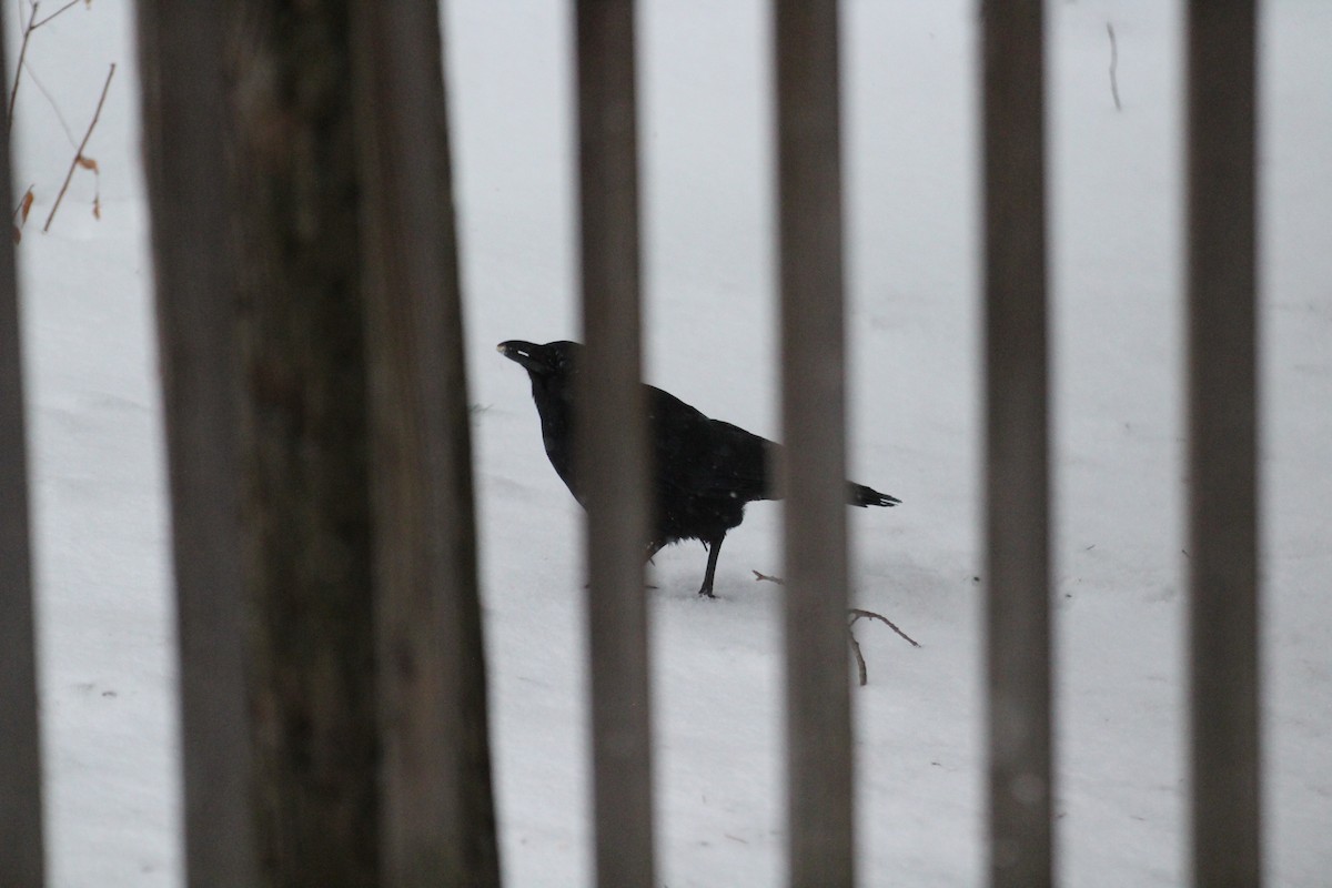 Amerikakrähe - ML647223721