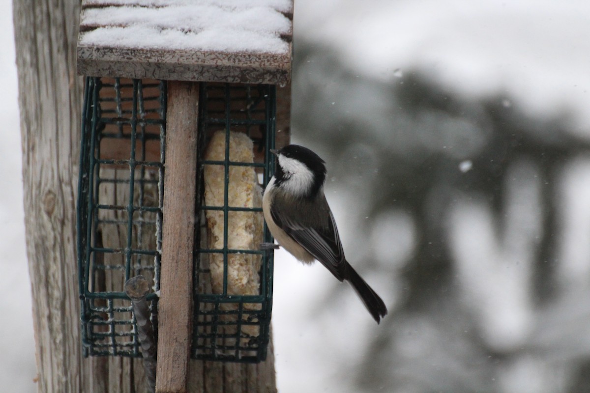 Schwarzkopfmeise - ML647223737