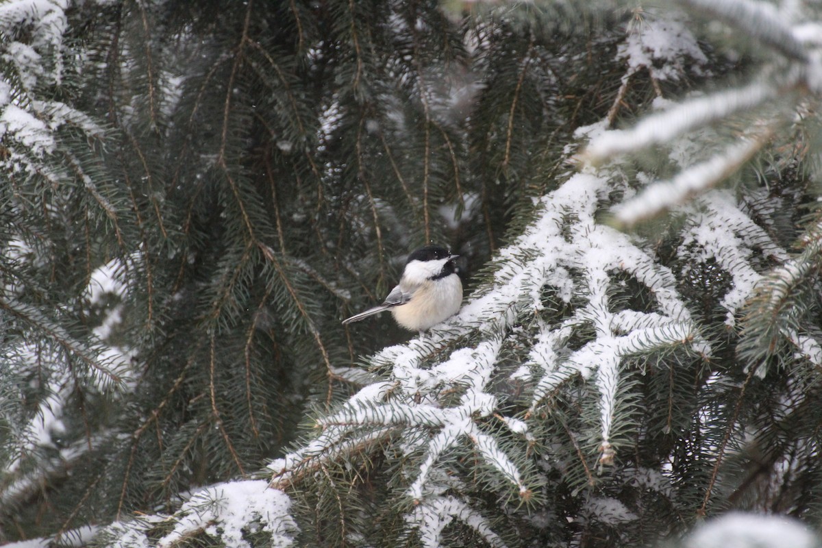 Schwarzkopfmeise - ML647223739