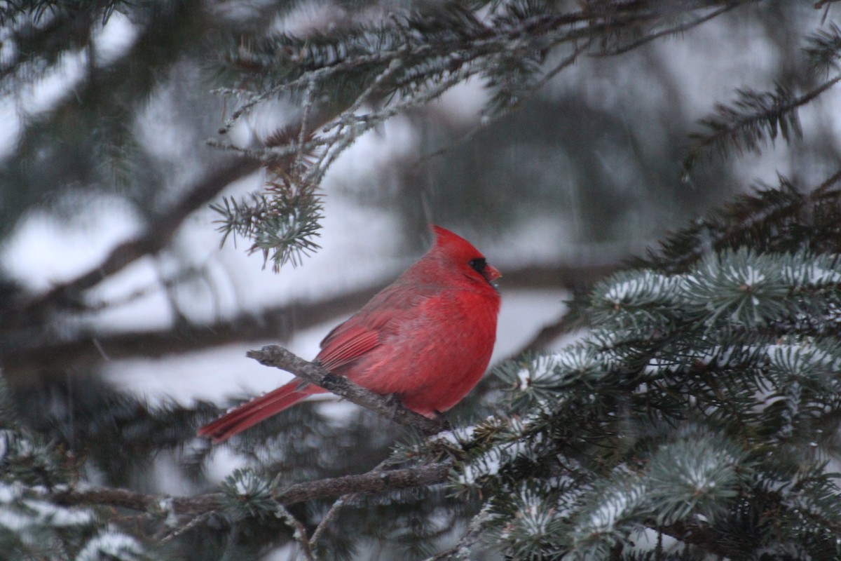 Rotkardinal - ML647223741