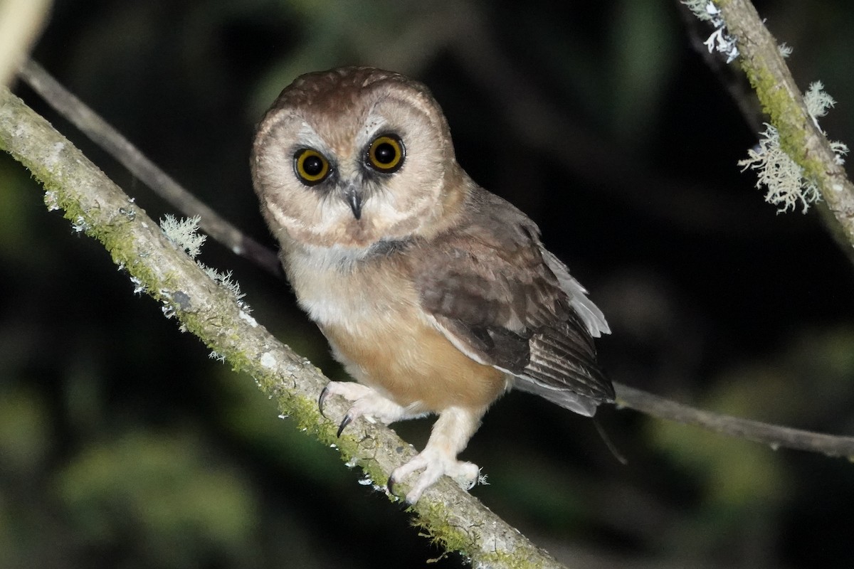 sýc středoamerický - ML647223745