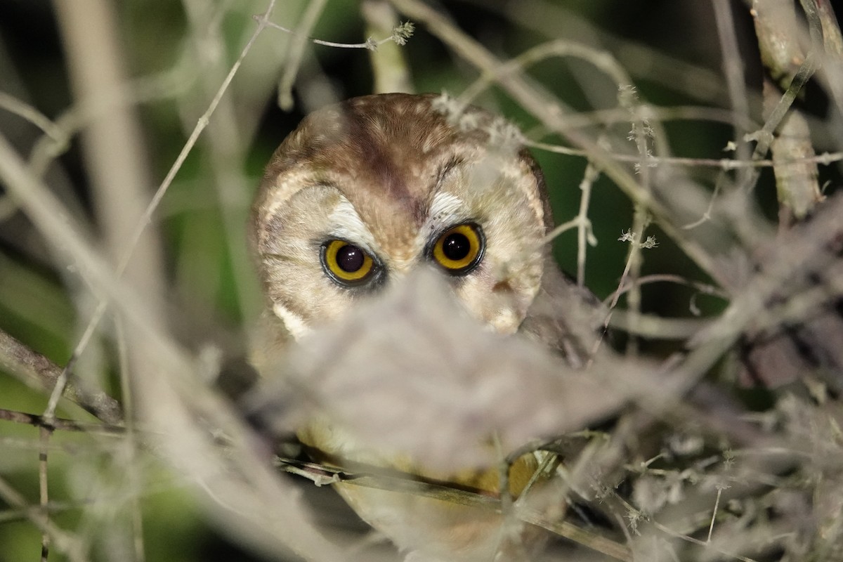 sýc středoamerický - ML647223746