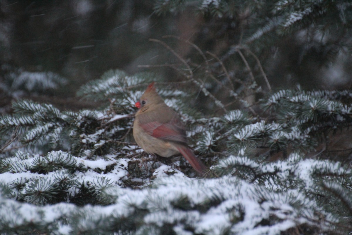 Rotkardinal - ML647223747