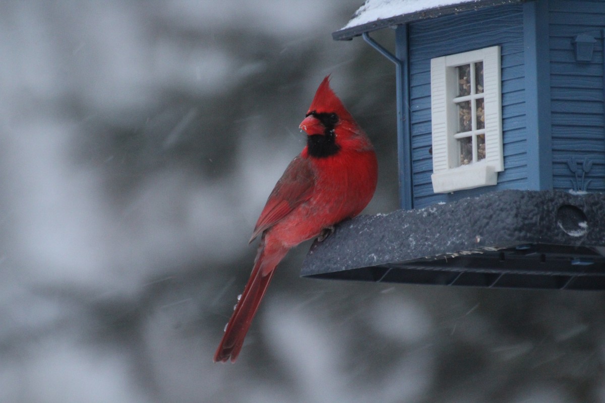 Rotkardinal - ML647223749