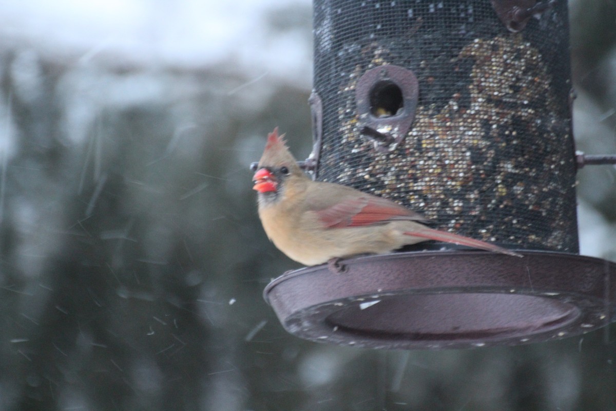 Rotkardinal - ML647223751