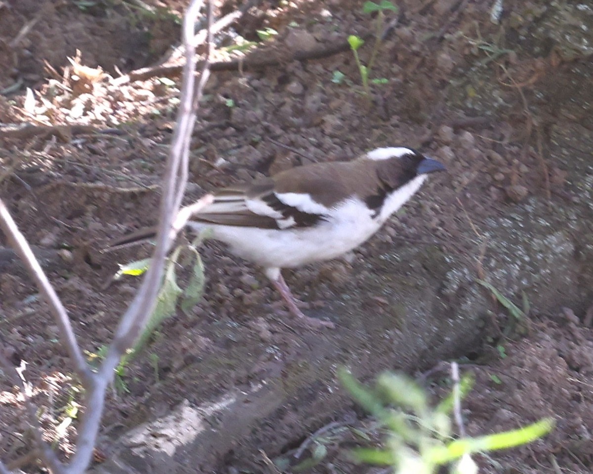 White-browed Sparrow-Weaver - ML647223754